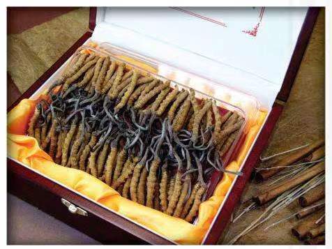 龙港冬虫夏草回收